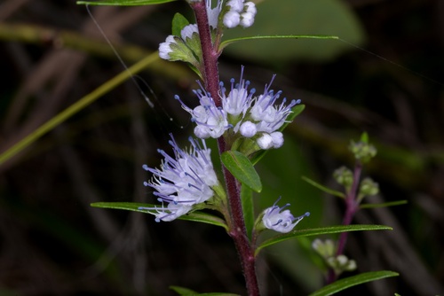 Bandyleaf Bluebeard (Caryopteris alternifolia)