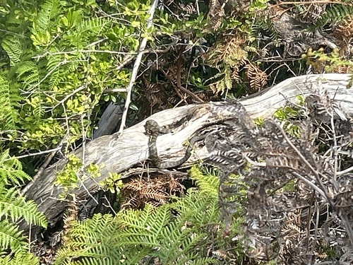 Tiger Snake sighting
