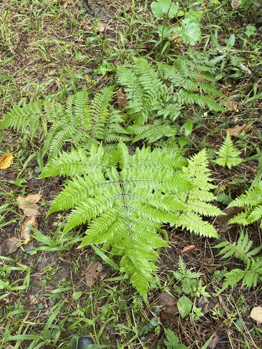 Ctenitis subglandulosa, photograph 6
