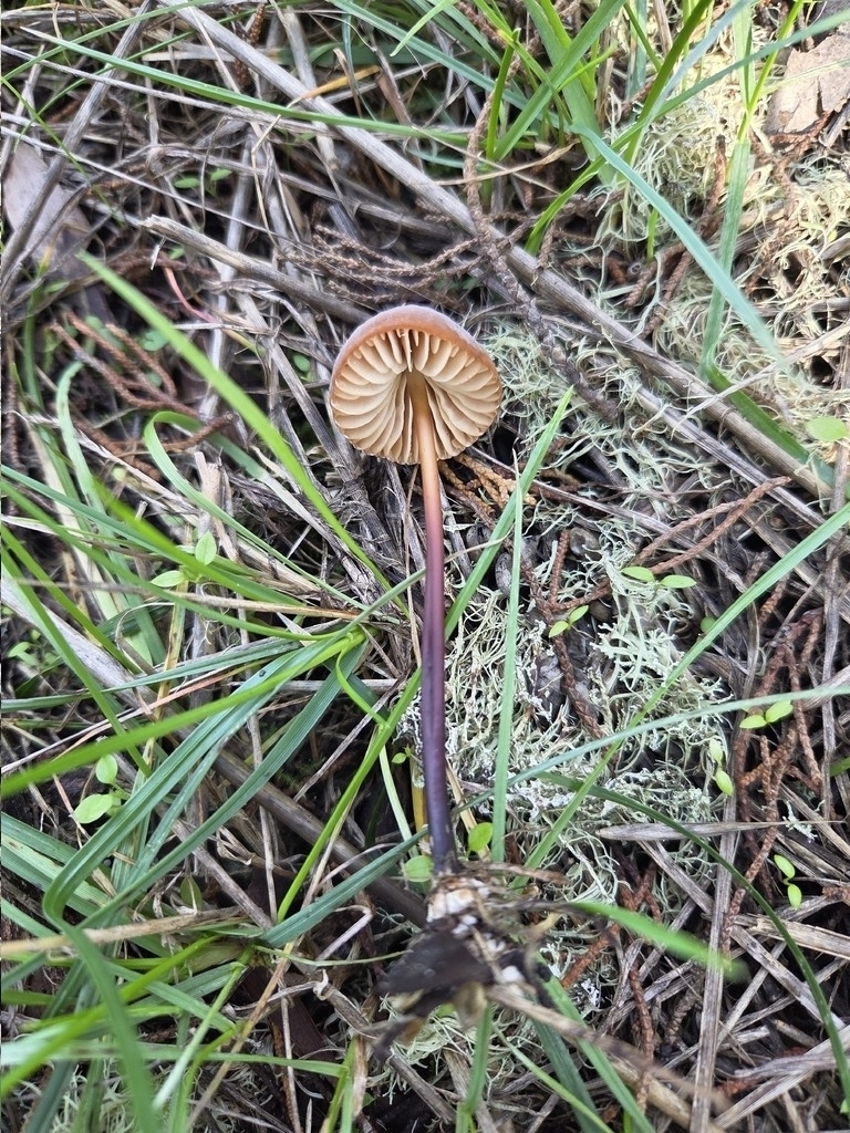 Marasmius plicatulus · October 2025 · photo: © mandymushii (iNaturalist, cc-by)