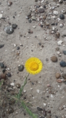 Hysterionica jasionoides