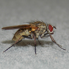 Hydrophoria lancifer