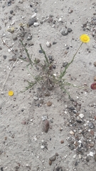 Hysterionica jasionoides