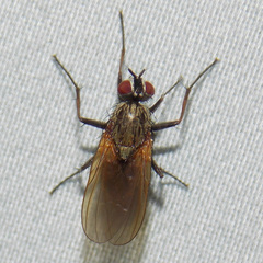 Hydrophoria lancifer