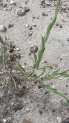 Hysterionica jasionoides