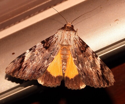 Ulotrichopus dinawa