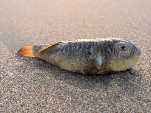 Langwerpige kogelvis (Takifugu oblongus) — Tetraodontidae — 3