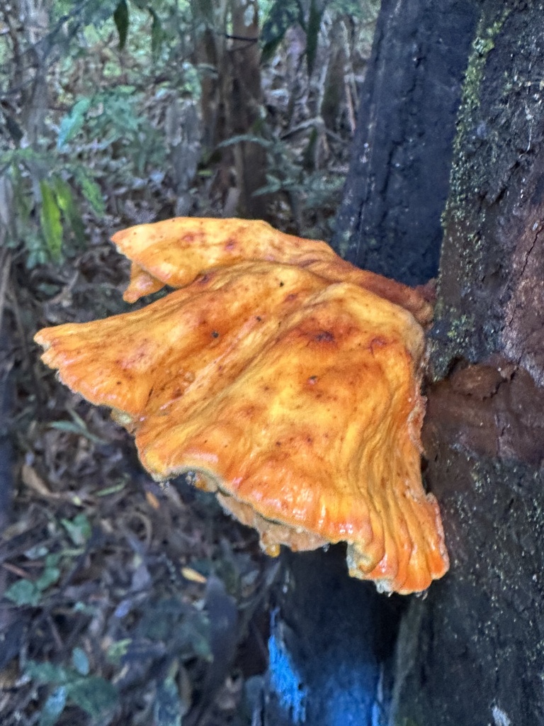 Laetiporus gilbertsonii · November 2025 · photo: © cooper_matuszak (iNaturalist, cc0)