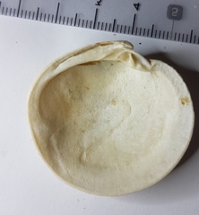 Dosinia exoleta