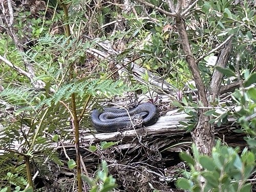 Tiger Snake sighting