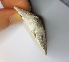 Dosinia exoleta