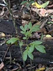 Dracontium amazonense