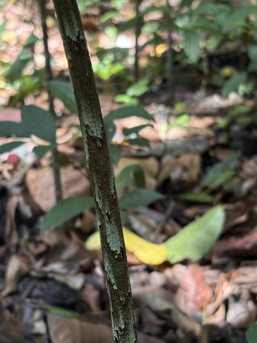 Dracontium amazonense, photograph 1