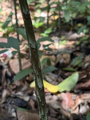 (c) KATELL UGUEN, some rights reserved (CC BY-SA) Dracontium amazonense, photograph (c) KATELL UGUEN, some rights reserved (CC BY-SA)