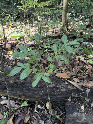 Dracontium amazonense, photograph 2