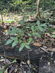(c) KATELL UGUEN, some rights reserved (CC BY-SA) Dracontium amazonense, photograph (c) KATELL UGUEN, some rights reserved (CC BY-SA)