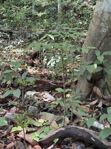 Dracontium amazonense, photograph 3