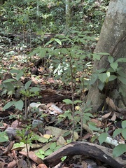 Dracontium amazonense, photograph (c) KATELL UGUEN, some rights reserved (CC BY-SA)