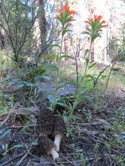 Castilleja hispida acuta