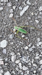 Xenicola
