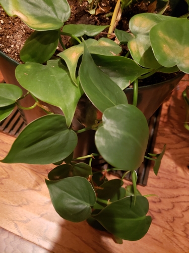 Philodendron hederaceum