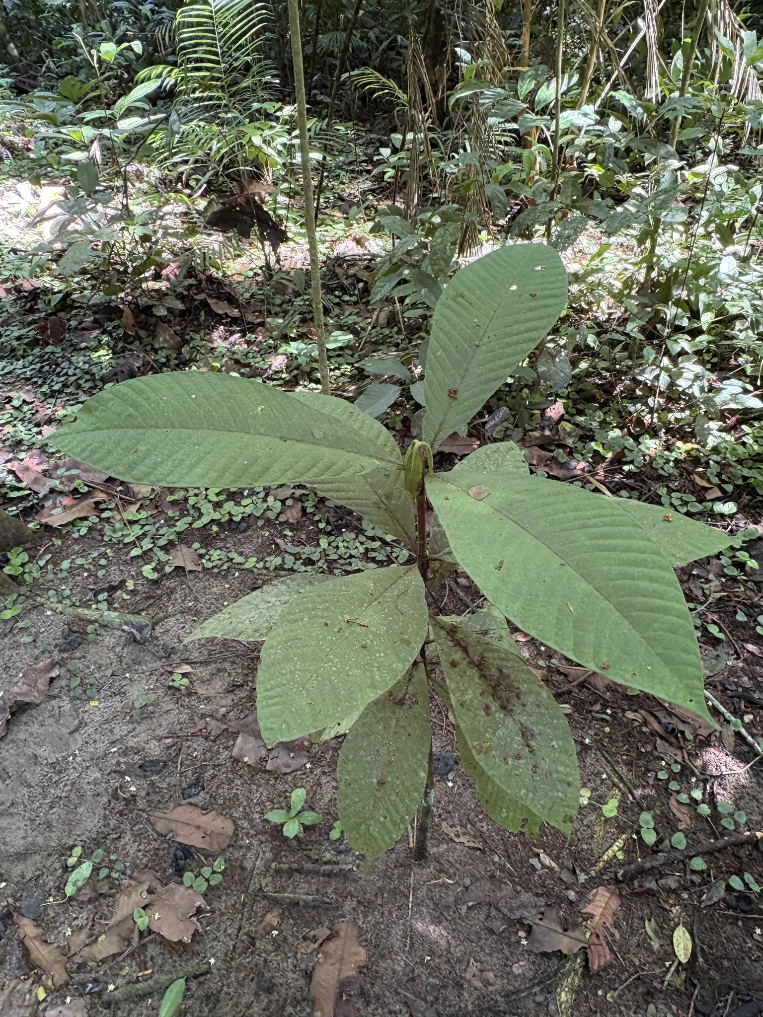 Couma utilis