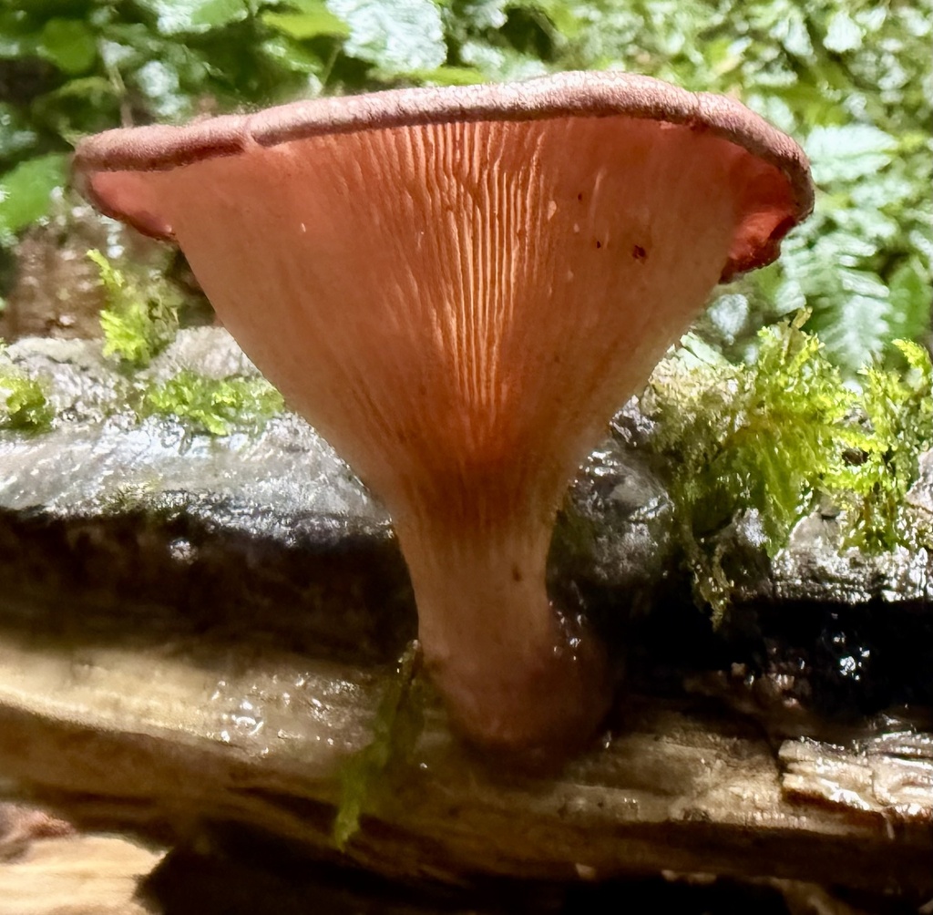 Panus conchatus · November 2025 · photo: © hllrnnr (iNaturalist, cc0)