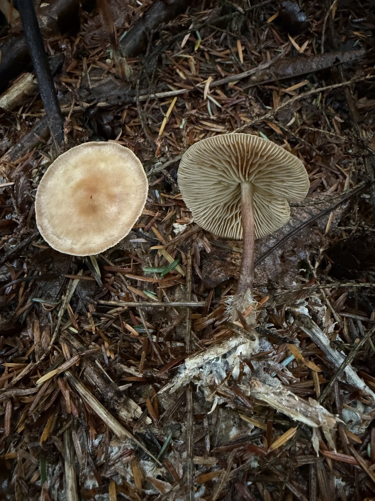 Collybiopsis peronata · November 2025 · photo: © michaelmckniff (iNaturalist, cc-by)