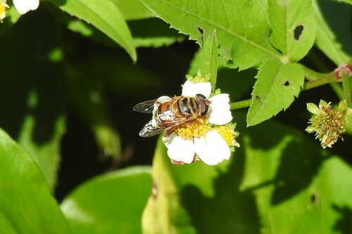 Unknown species found near Lennar at Crescent Ridge Davie, FL, USA