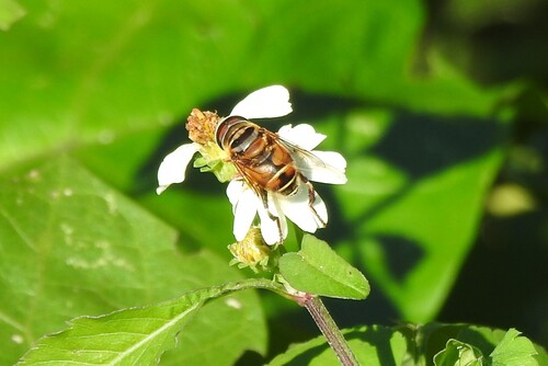 Unknown species found near Lennar at Crescent Ridge Davie, FL, USA