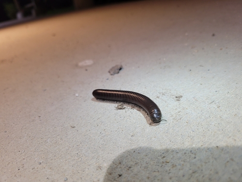 iNaturalist observation photo of Tylobolus