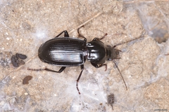 Pterostichus brevipennis