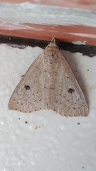 Scolecocampinae