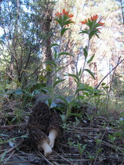 Castilleja hispida acuta