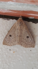 Scolecocampinae