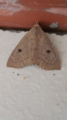 Scolecocampinae