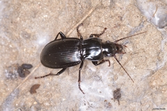 Pterostichus brevipennis