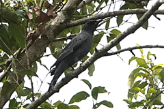 Edolisoma tenuirostre