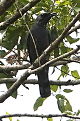 Edolisoma tenuirostre