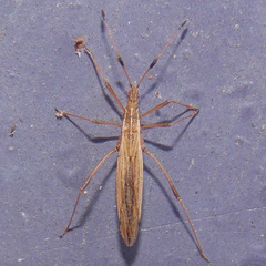 Berytinus minor