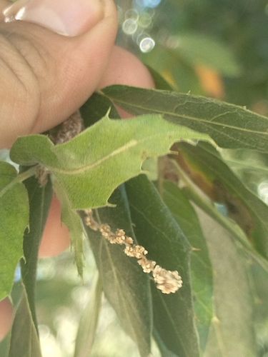 Quercus devia (Quercus devia)