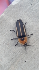 Cratomorphus distinctus