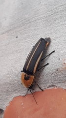 Cratomorphus distinctus