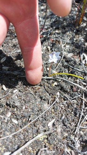 Bleak Sun Orchid (Thelymitra aggericola)