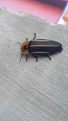 Cratomorphus distinctus