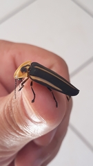 Cratomorphus distinctus