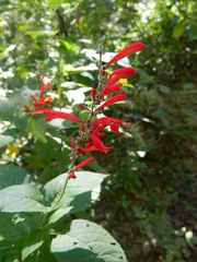 Salvia cinnabarina