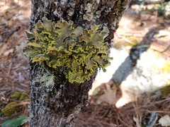 Crocodia
