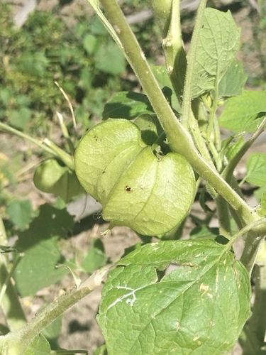 Physalis nicandroides, photograph 5