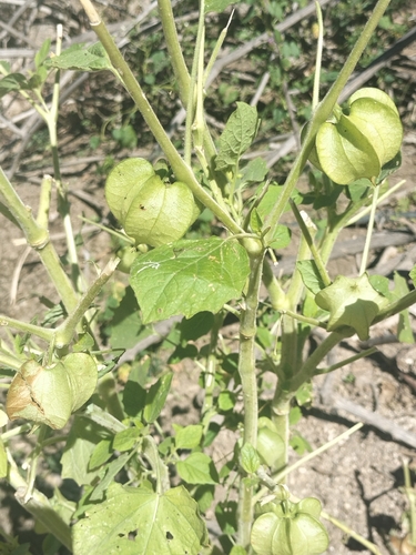 Physalis nicandroides, photograph 6